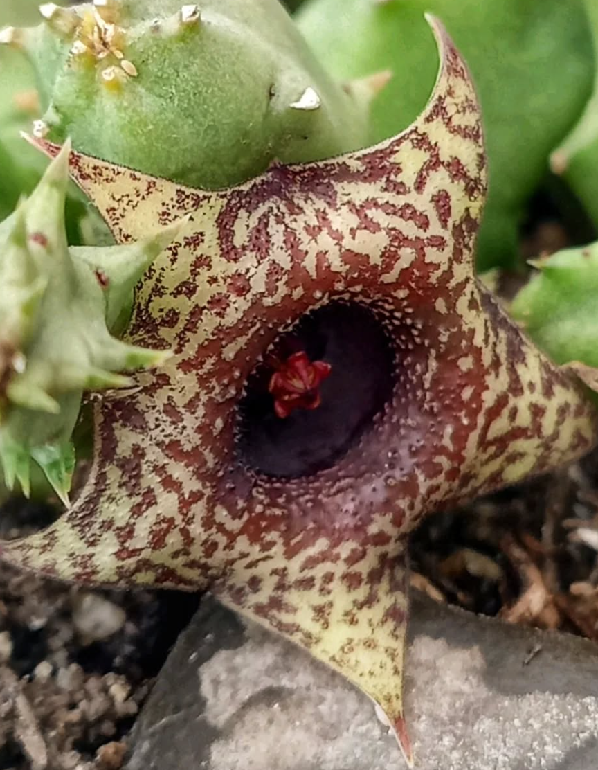 Huernia 'Wayuu' 5 Seeds