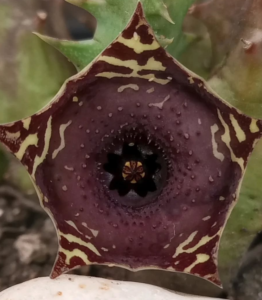 Huernia transvaalensis x Huernia zebrina 5 Seeds