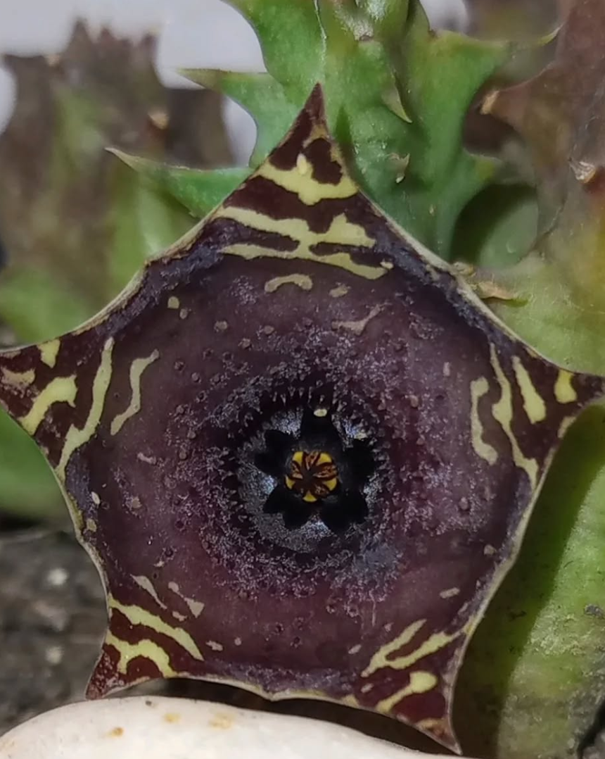Huernia transvaalensis x Huernia zebrina 5 Seeds