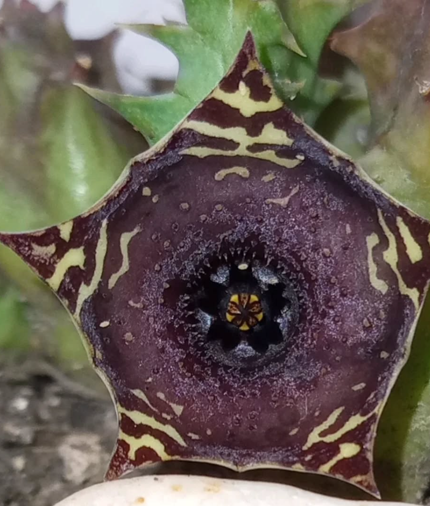 Huernia transvaalensis x Huernia zebrina 5 Seeds