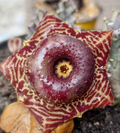 Huernia transvaalensis 5 Seeds