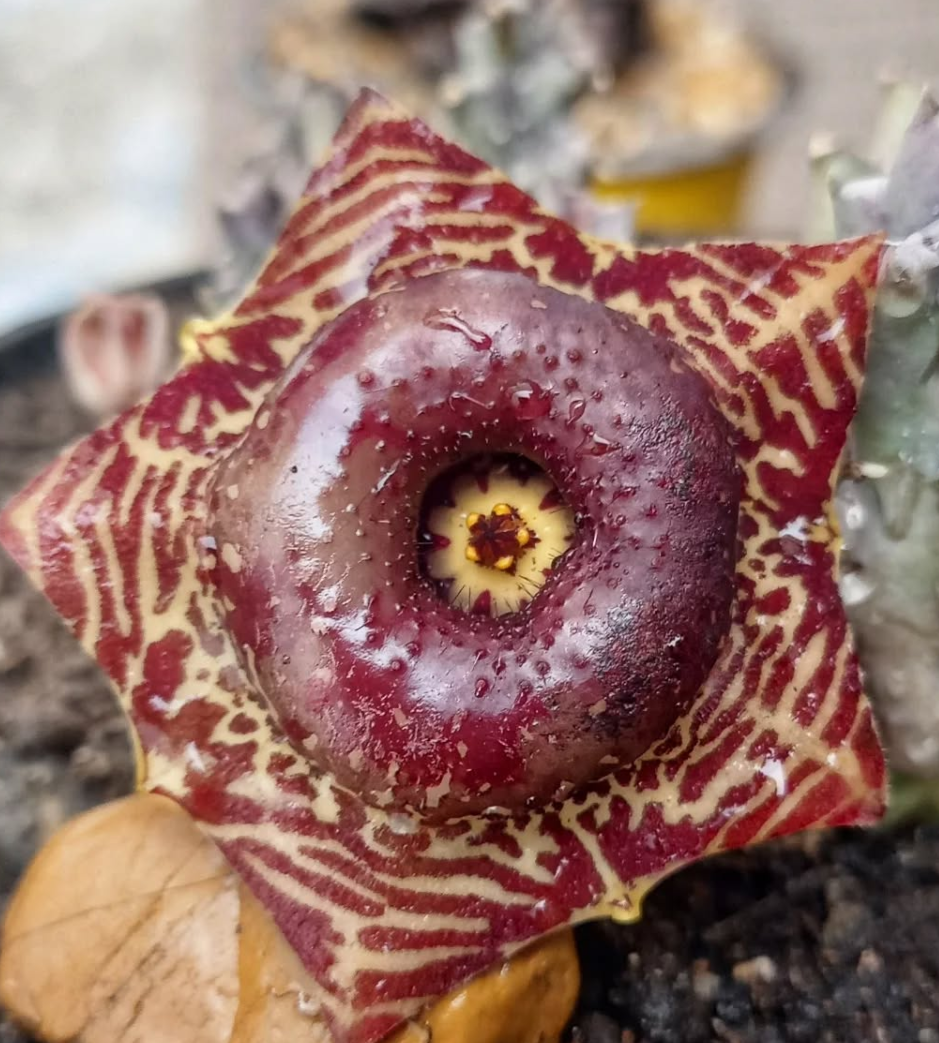 Huernia transvaalensis 5 Seeds