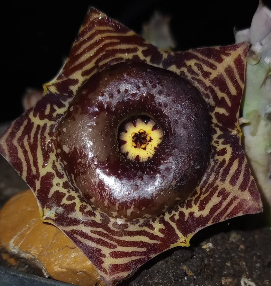 Huernia transvaalensis 5 Seeds