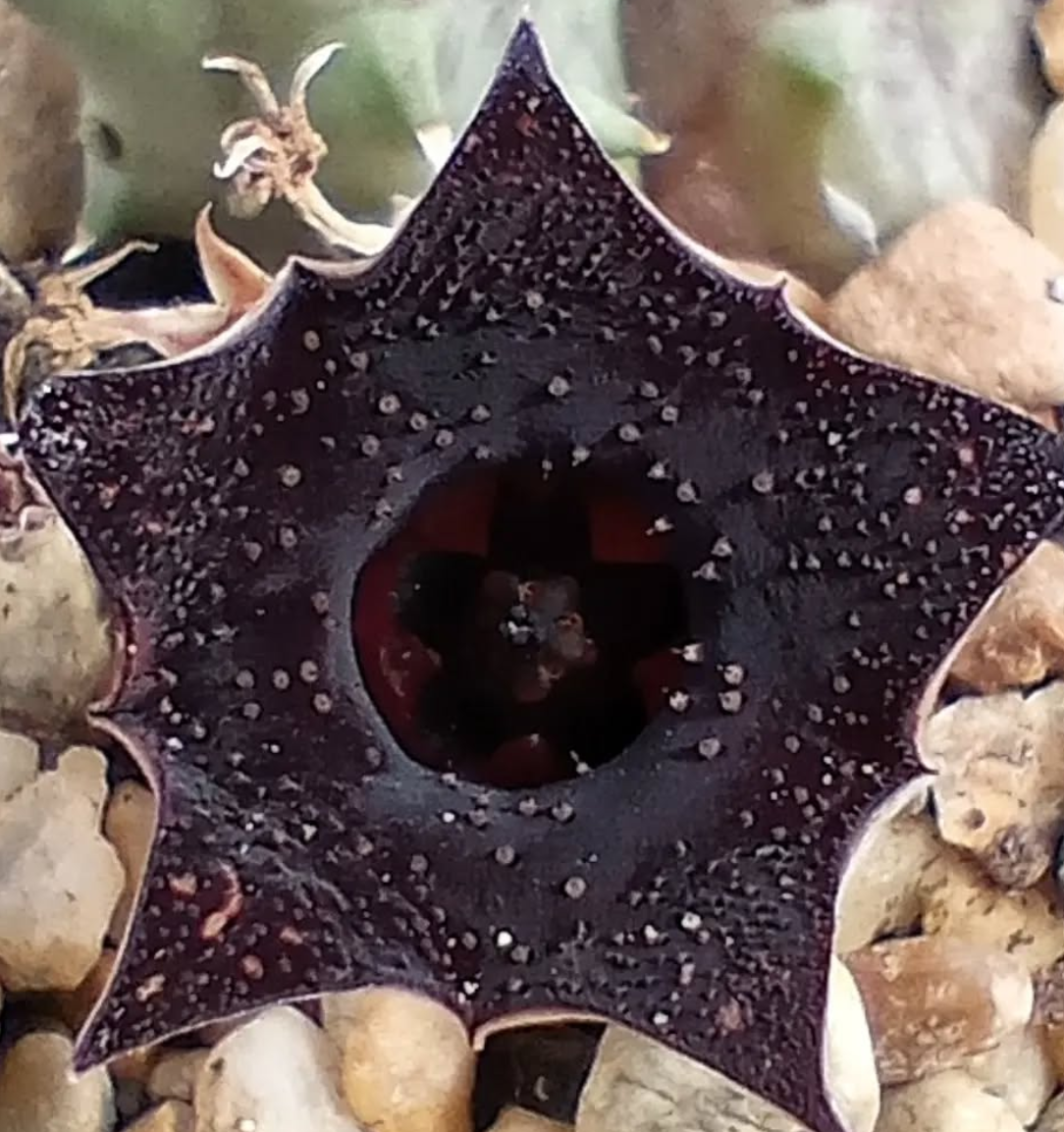 Huernia 'Cielo Estrellado' 5 Seeds