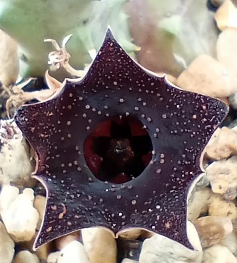 Huernia 'Cielo Estrellado' 5 Seeds