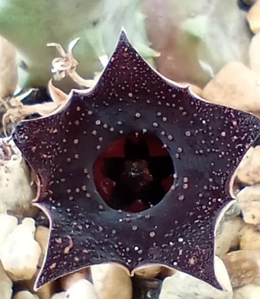 Huernia 'Cielo Estrellado' 5 Seeds