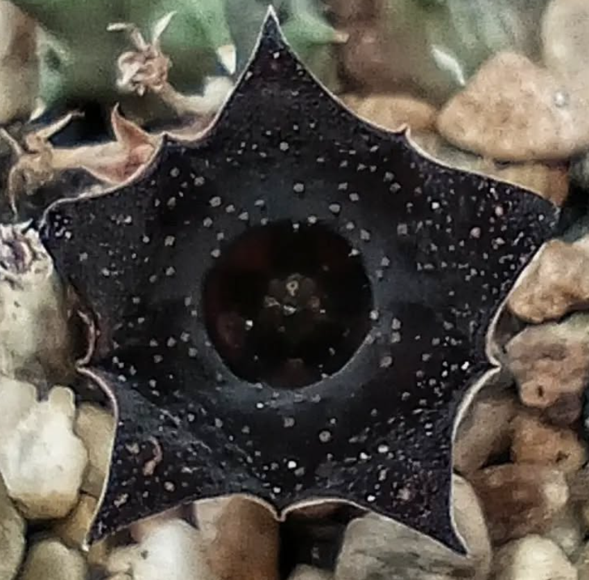 Huernia 'Cielo Estrellado' 5 Seeds