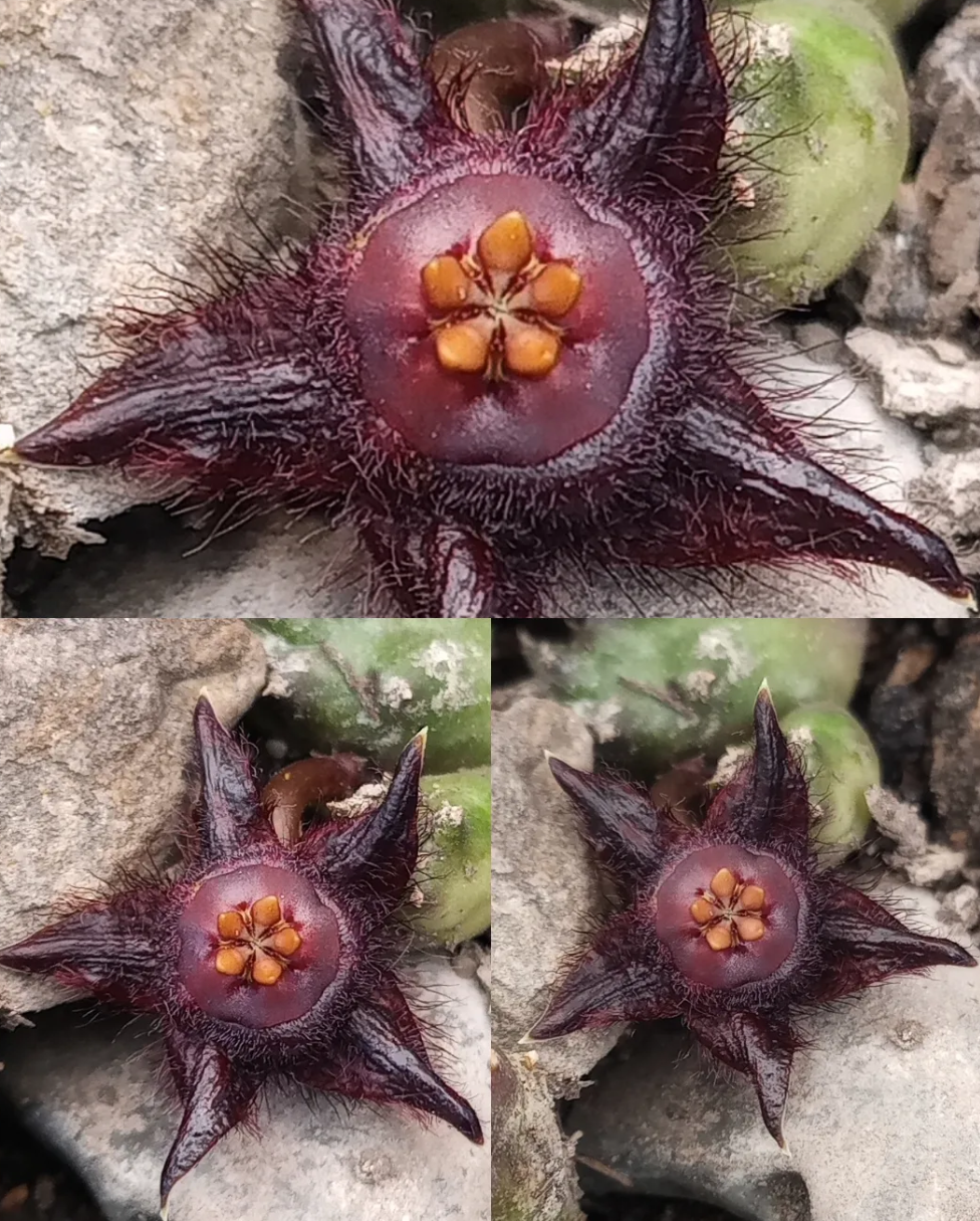 Duvalia elegans 5 Seeds