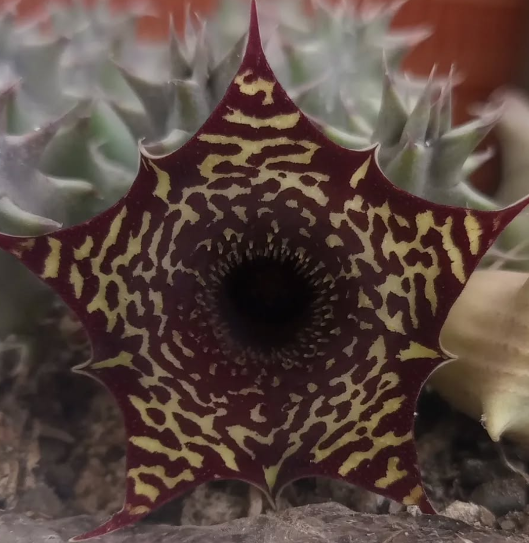 Huernia zebrina v. magniflora x Huernia saudi-arabica 5 Seeds