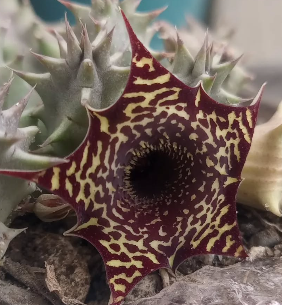 Huernia zebrina v. magniflora x Huernia saudi-arabica 5 Seeds
