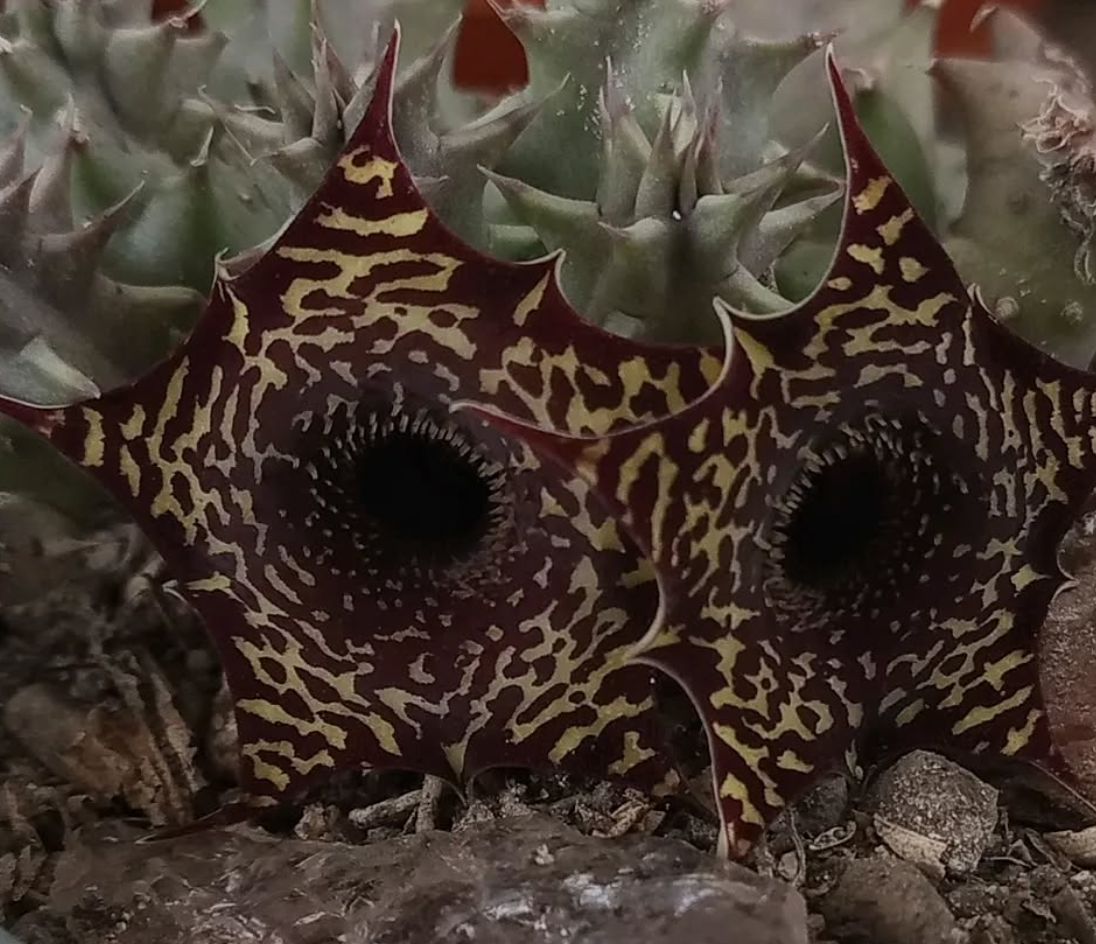 Huernia zebrina v. magniflora x Huernia saudi-arabica 5 Seeds
