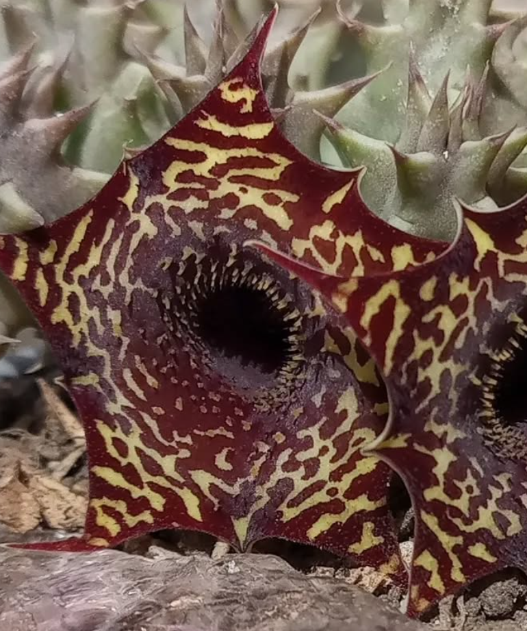 Huernia zebrina v. magniflora x Huernia saudi-arabica 5 Seeds