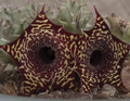 Huernia zebrina v. magniflora x Huernia saudi-arabica 5 Seeds