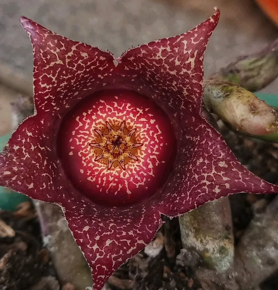 Orbea hardyi 7 Seeds