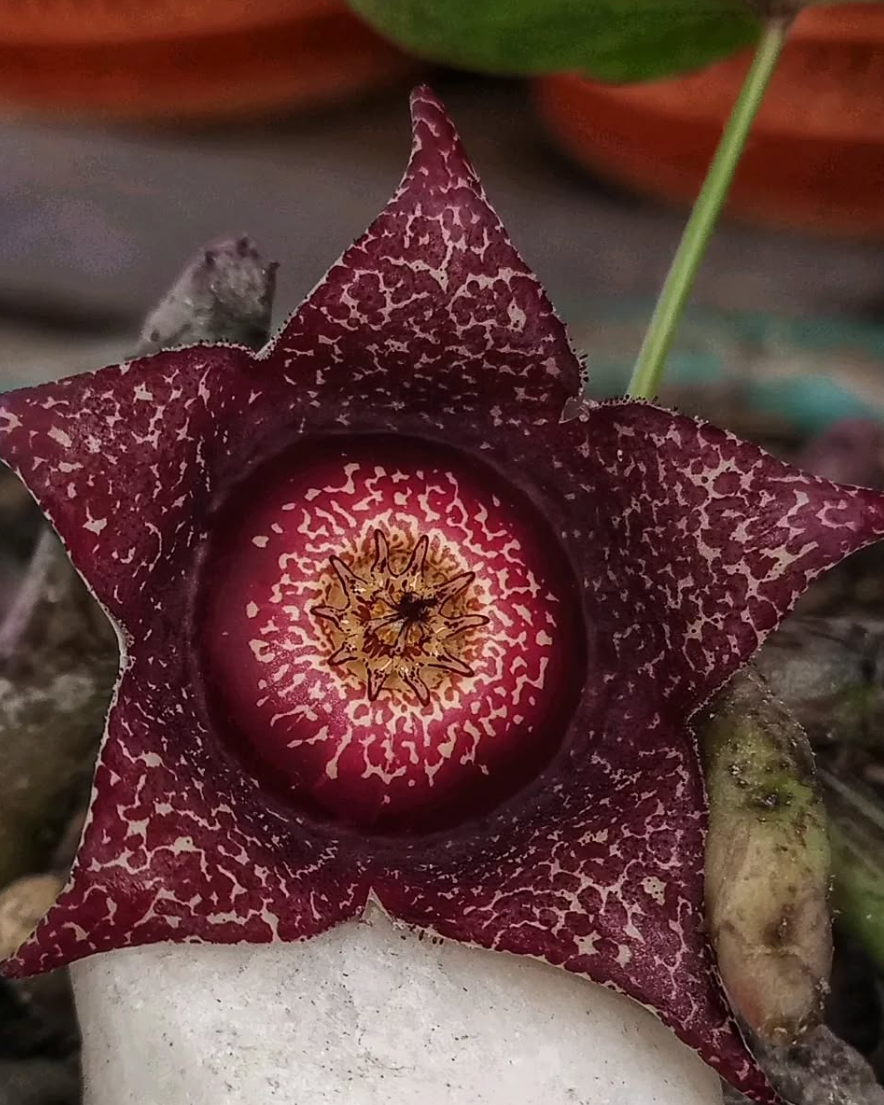 Orbea hardyi 7 Seeds