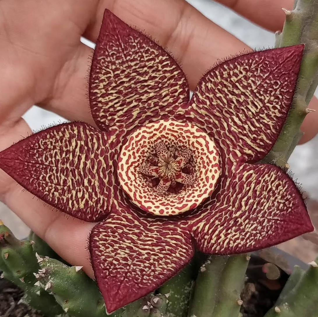 Orbea variegata var. marmorata 6 Seeds
