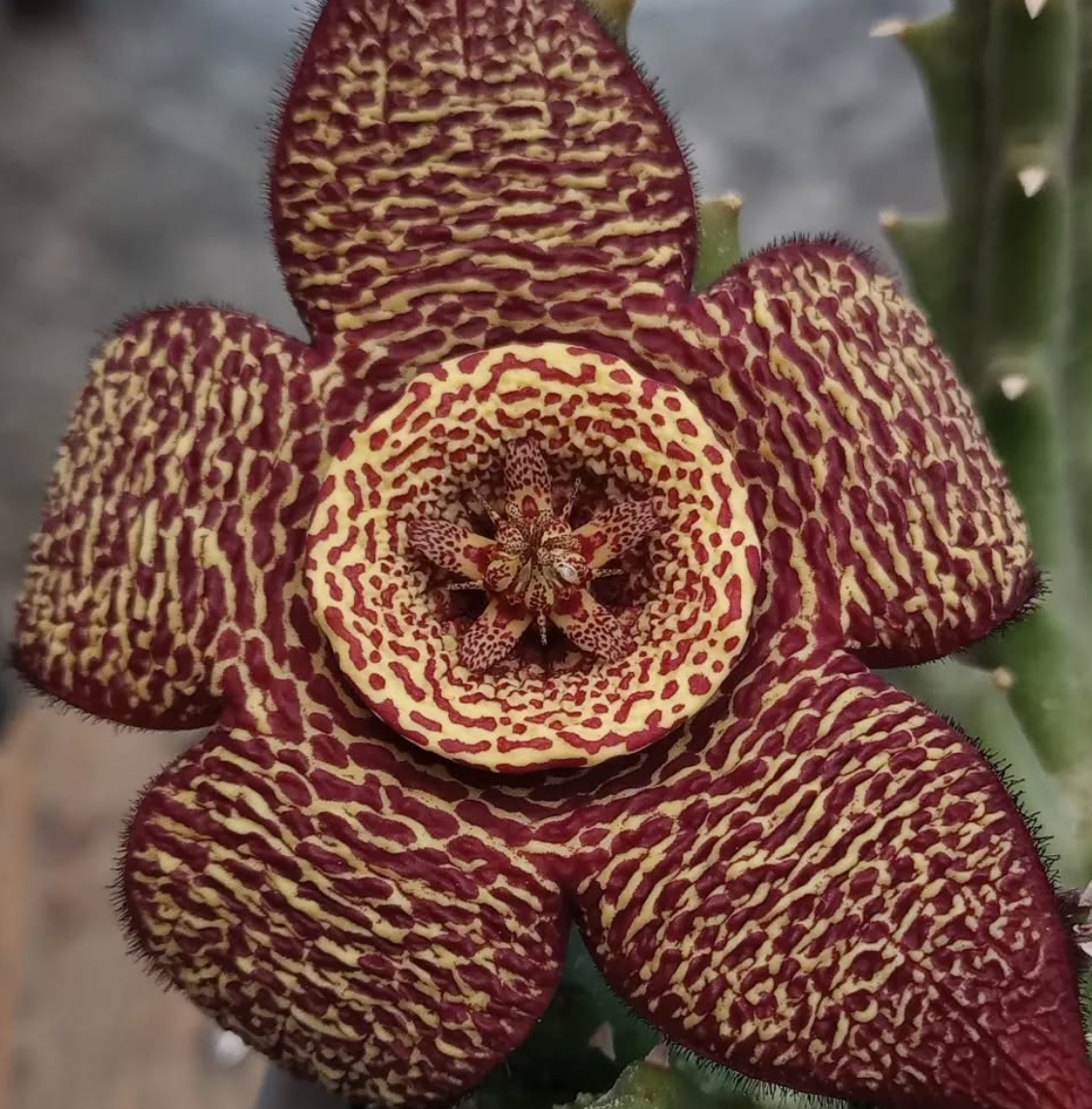 Orbea variegata var. marmorata 6 Seeds