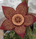 Orbea variegata var. marmorata 6 Seeds