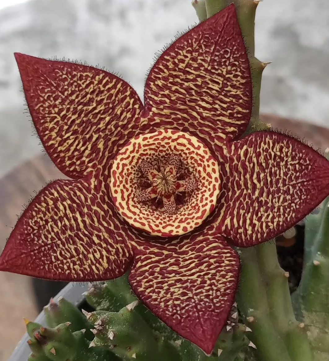 Orbea variegata var. marmorata 6 Seeds