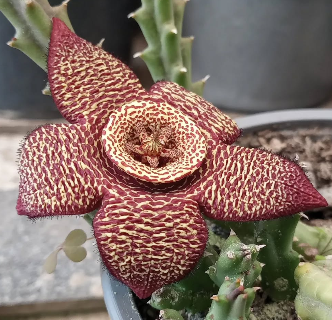 Orbea variegata var. marmorata 6 Seeds
