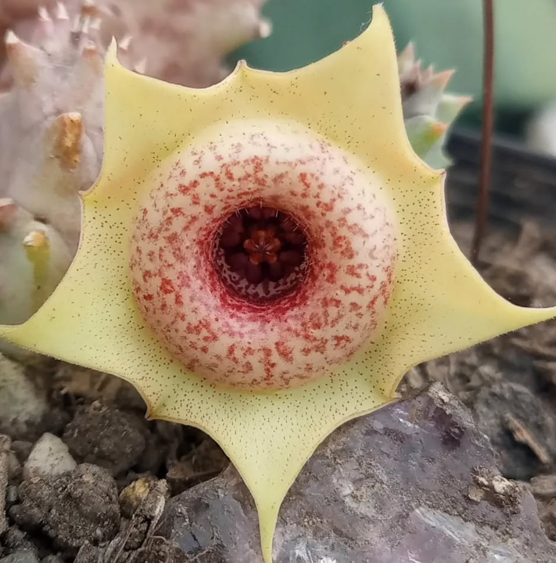 Huernia 'Salpicon' 5 Seeds