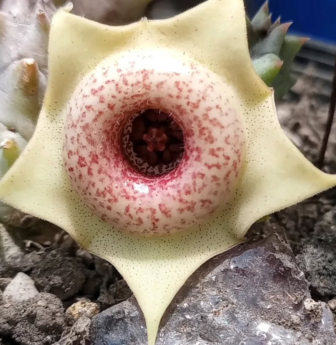 Huernia 'Salpicon' 5 Seeds