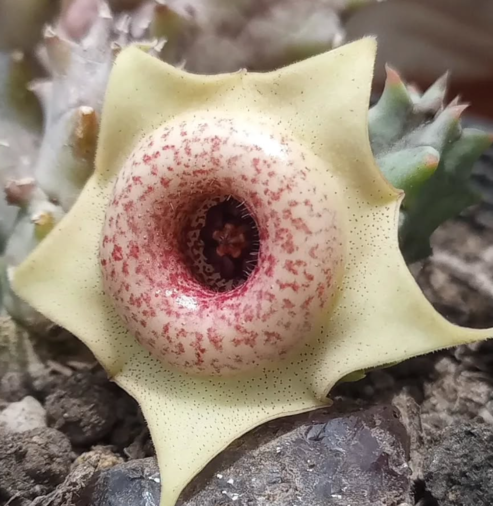 Huernia 'Salpicon' 5 Seeds