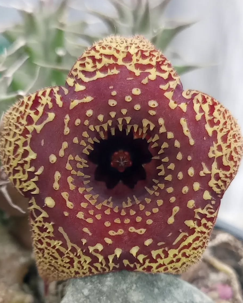 Huernia 'Vainilla & Fresas' 5 Seeds