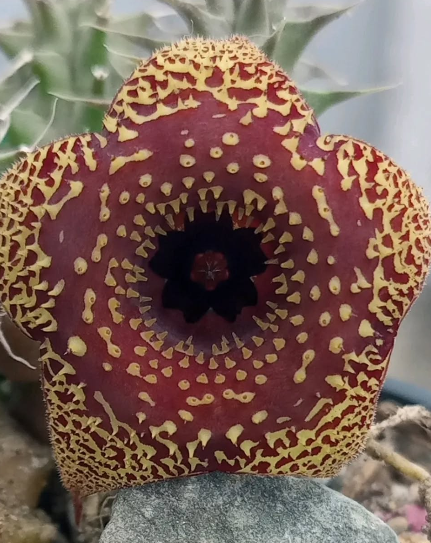 Huernia 'Vainilla & Fresas' 5 Seeds