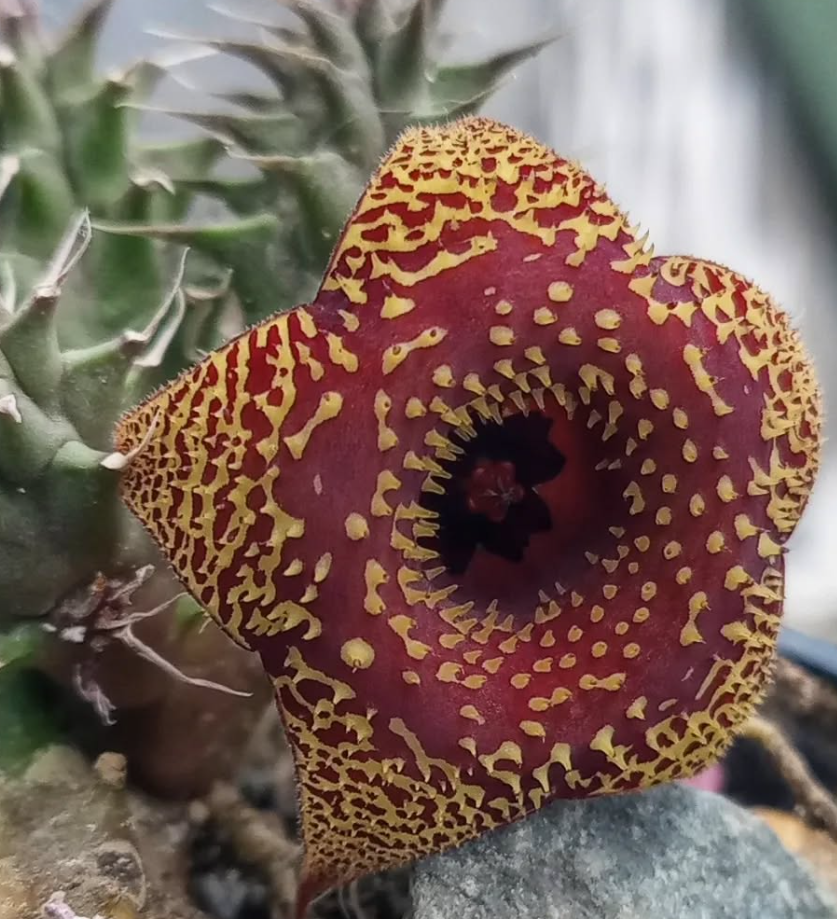 Huernia 'Vainilla & Fresas' 5 Seeds