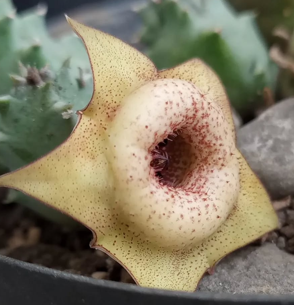Huernia 'Tetradon' 5 Seeds