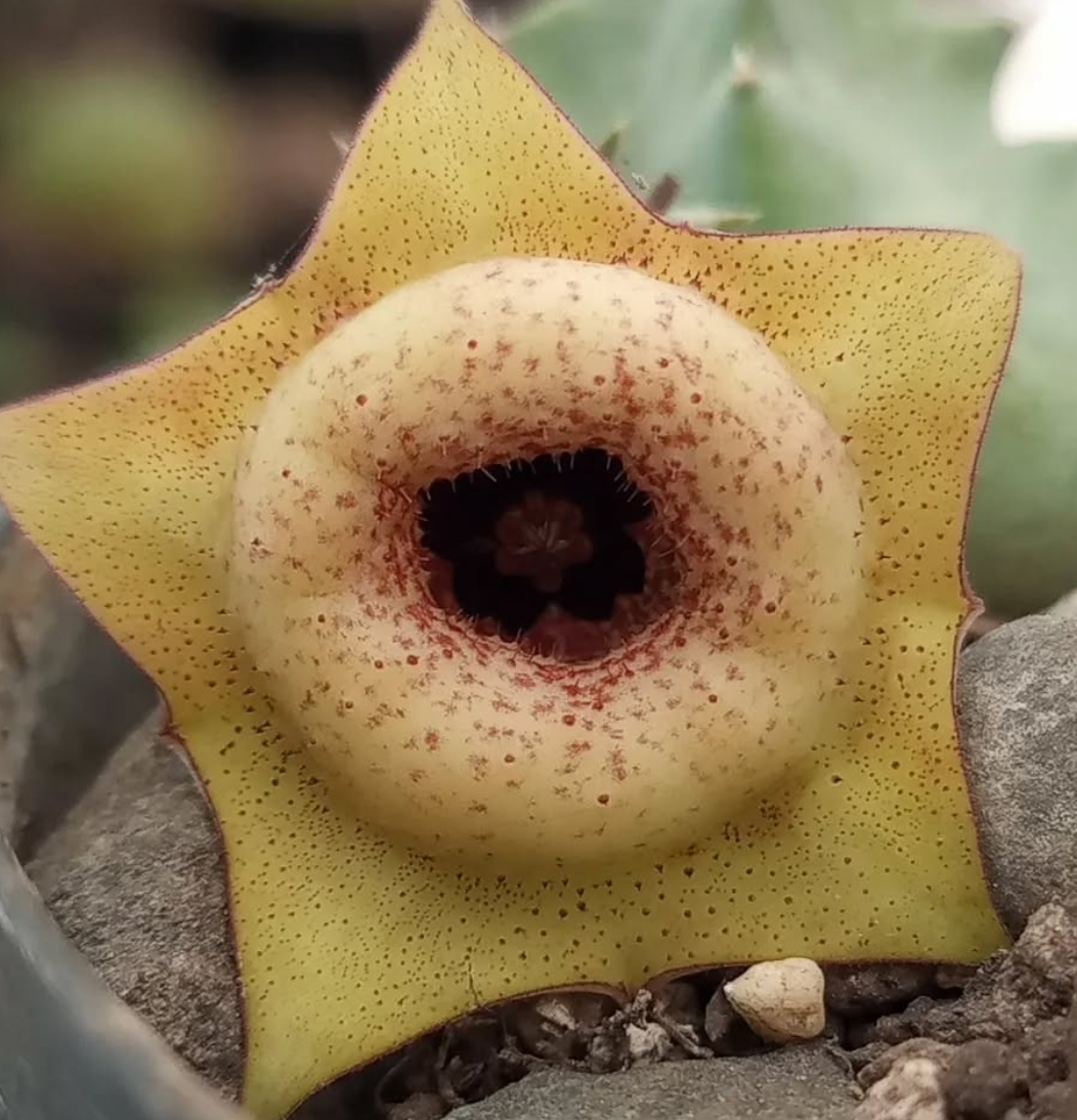 Huernia 'Tetradon' 5 Seeds