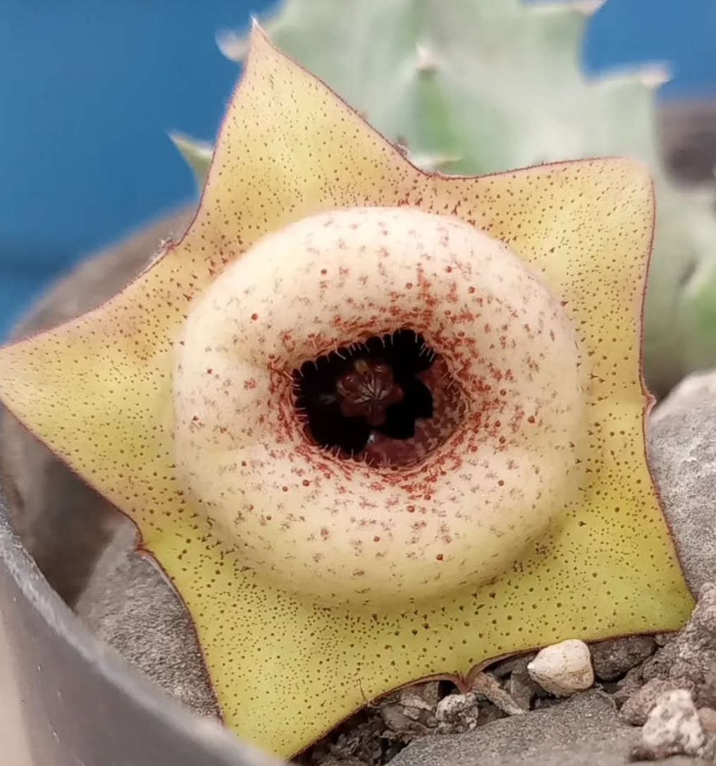 Huernia 'Tetradon' 5 Seeds