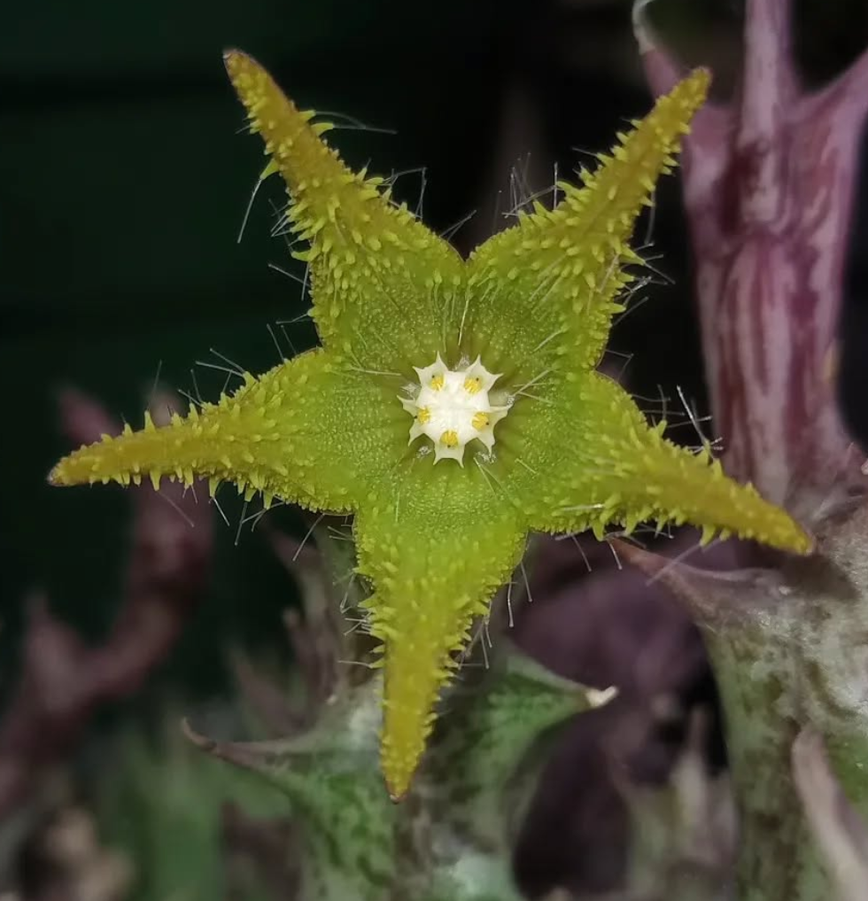 Orbea dummeri 6 Seeds