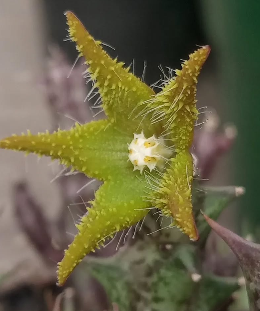 Orbea dummeri 6 Seeds