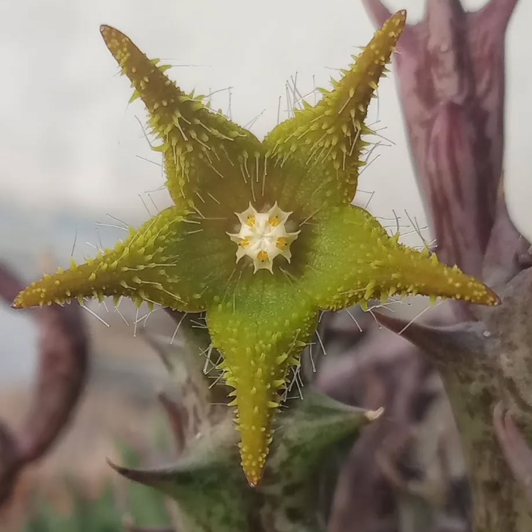 Orbea dummeri 6 Seeds