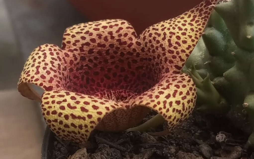 Tavarorbea 'Red Leopard' 6 Seeds