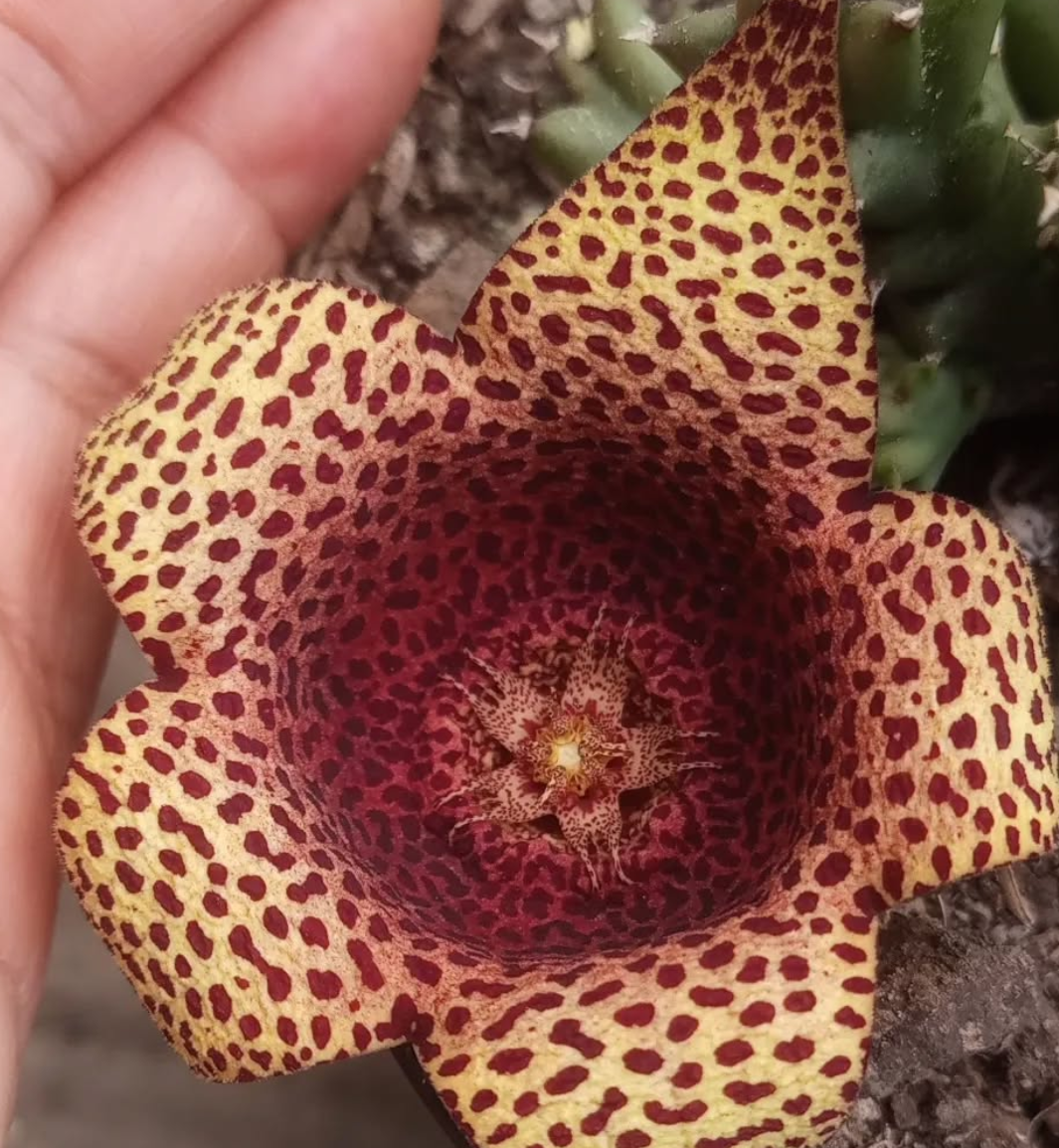 Tavarorbea 'Red Leopard' 6 Seeds