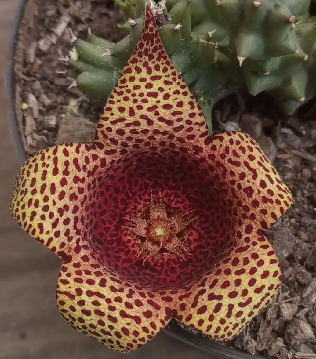 Tavarorbea 'Red Leopard' 6 Seeds