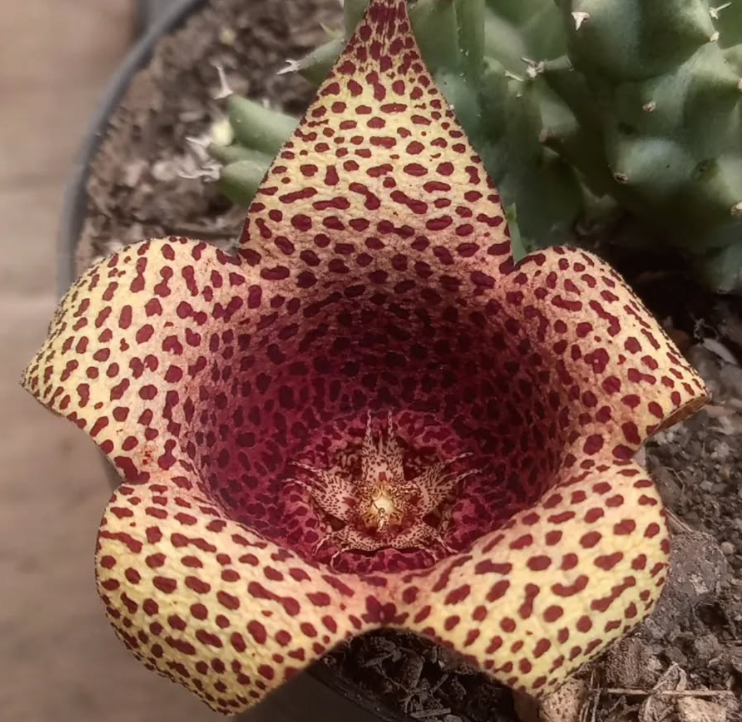 Tavarorbea 'Red Leopard' 6 Seeds