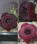 Huernia 'Dracula' 5 Seeds