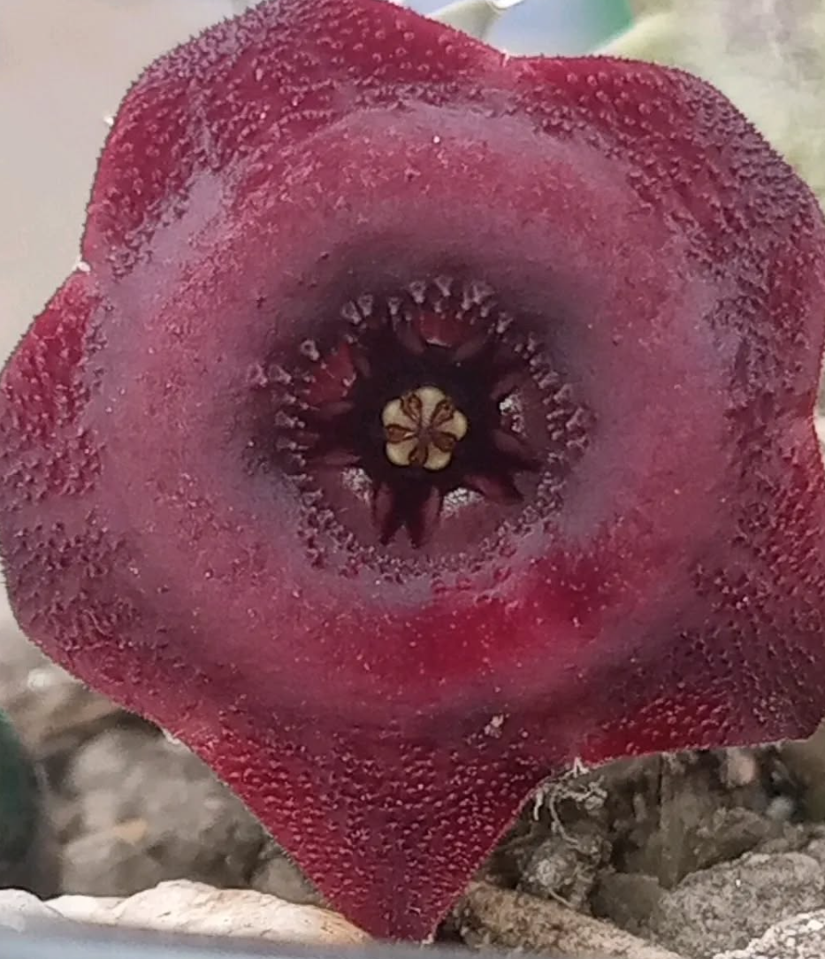 Huernia 'Dracula' 5 Seeds