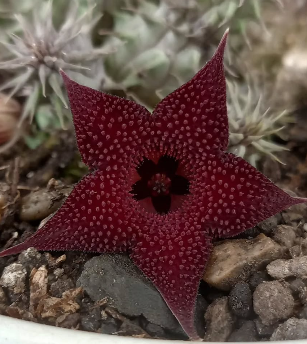 Huernia pillansii 'Mauve Sablee' 5 Seeds