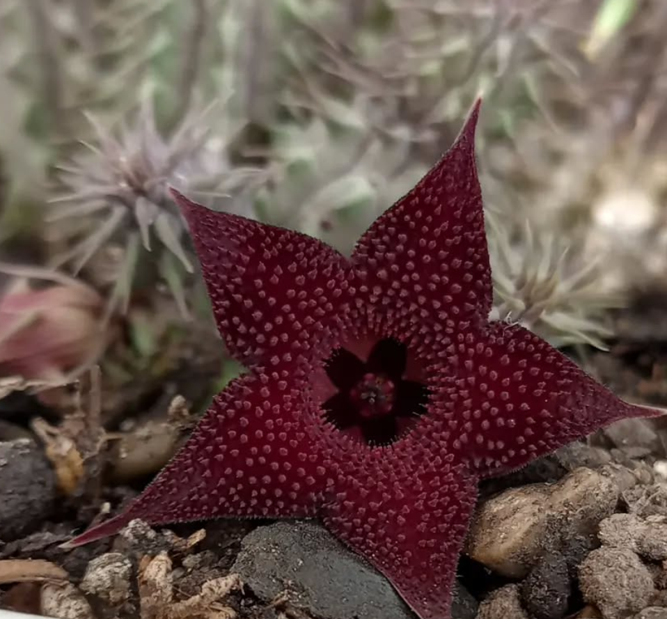 Huernia pillansii 'Mauve Sablee' 5 Seeds