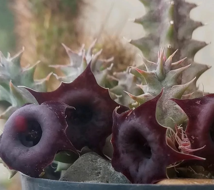 Huernia 'Dracula' 5 Seeds