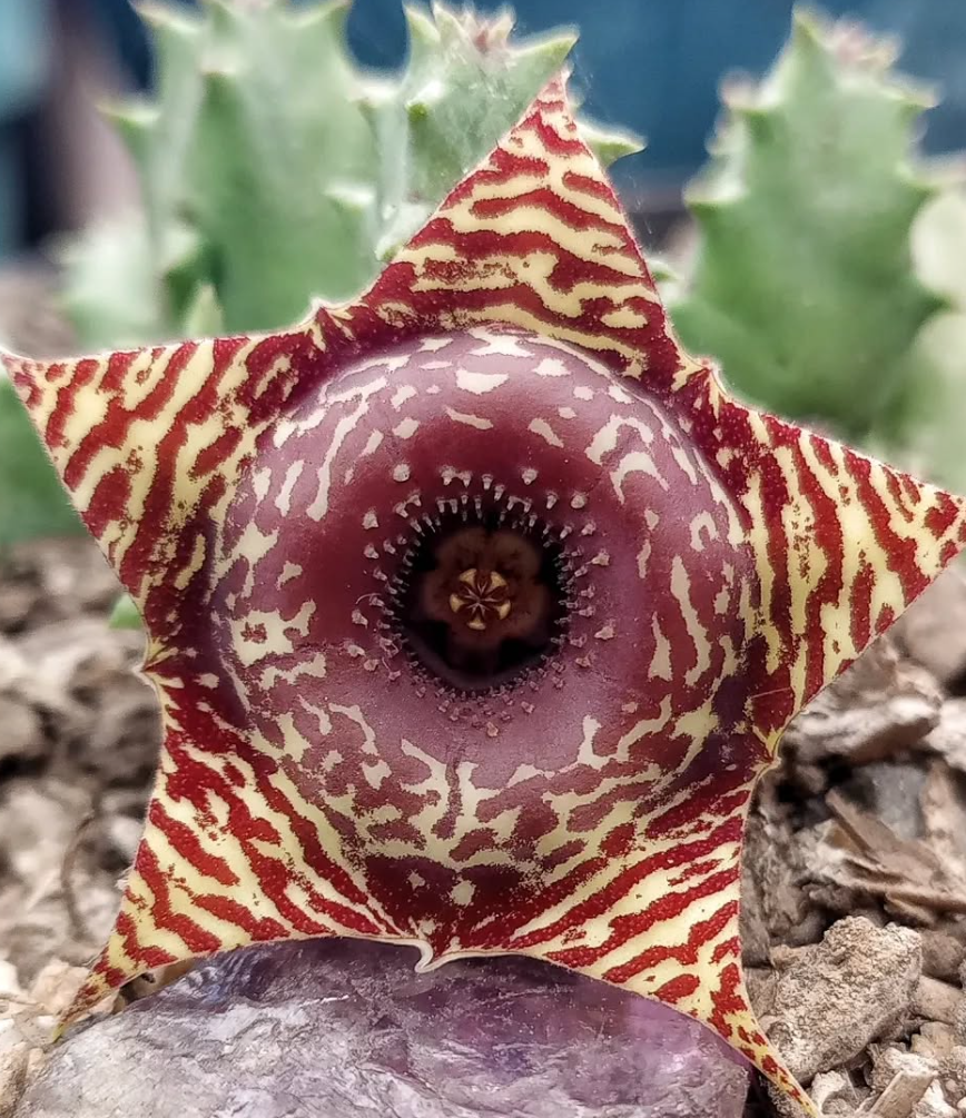 Huernia 'Safari' 5 Seeds