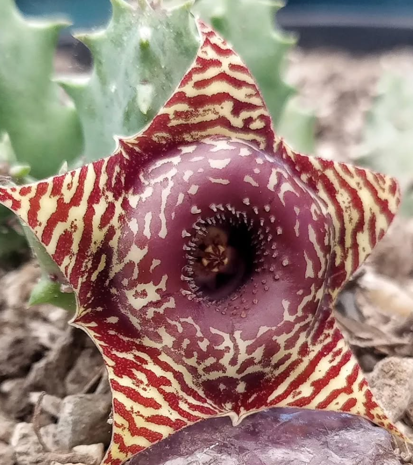 Huernia 'Safari' 5 Seeds