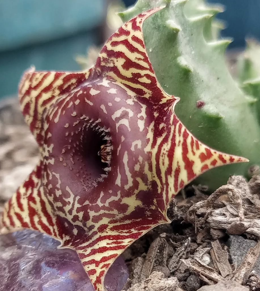 Huernia 'Safari' 5 Seeds