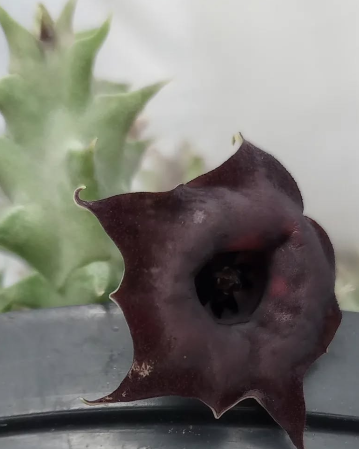 Huernia 'Korat Crimson' 5 Seeds