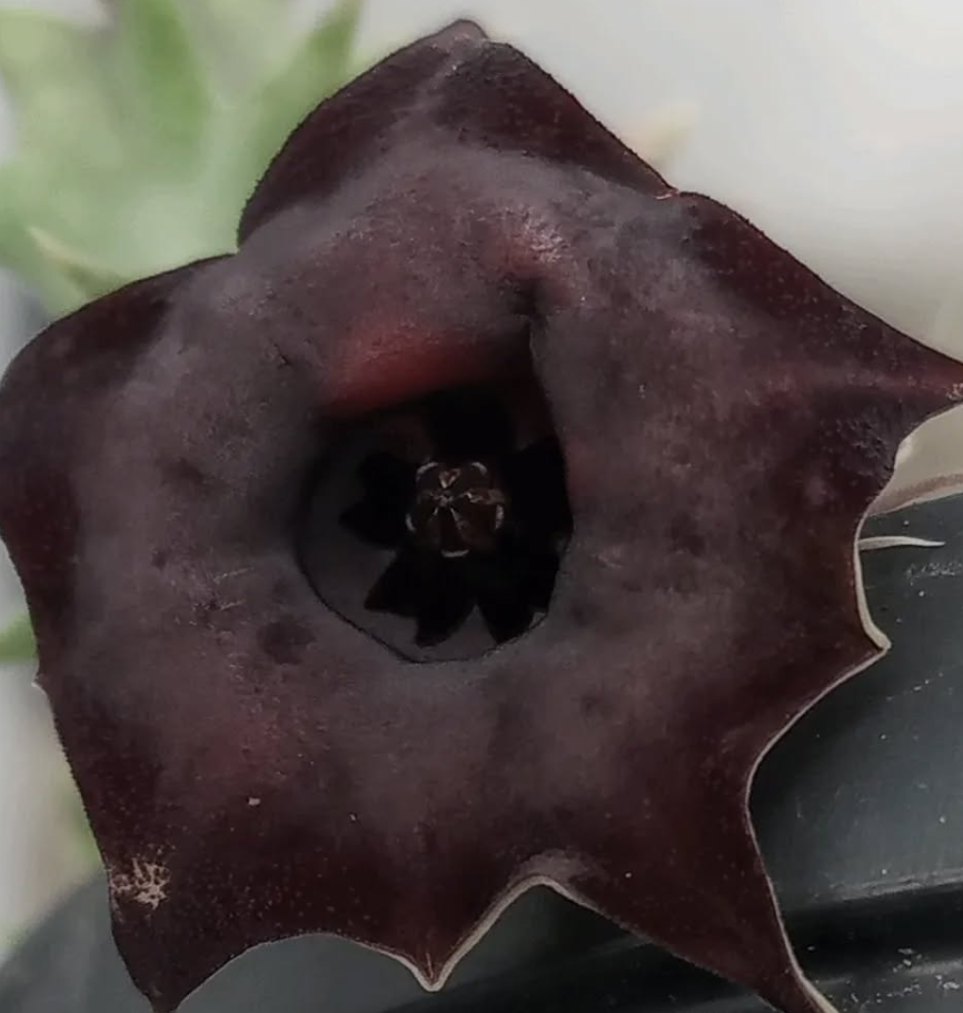 Huernia 'Korat Crimson' 5 Seeds